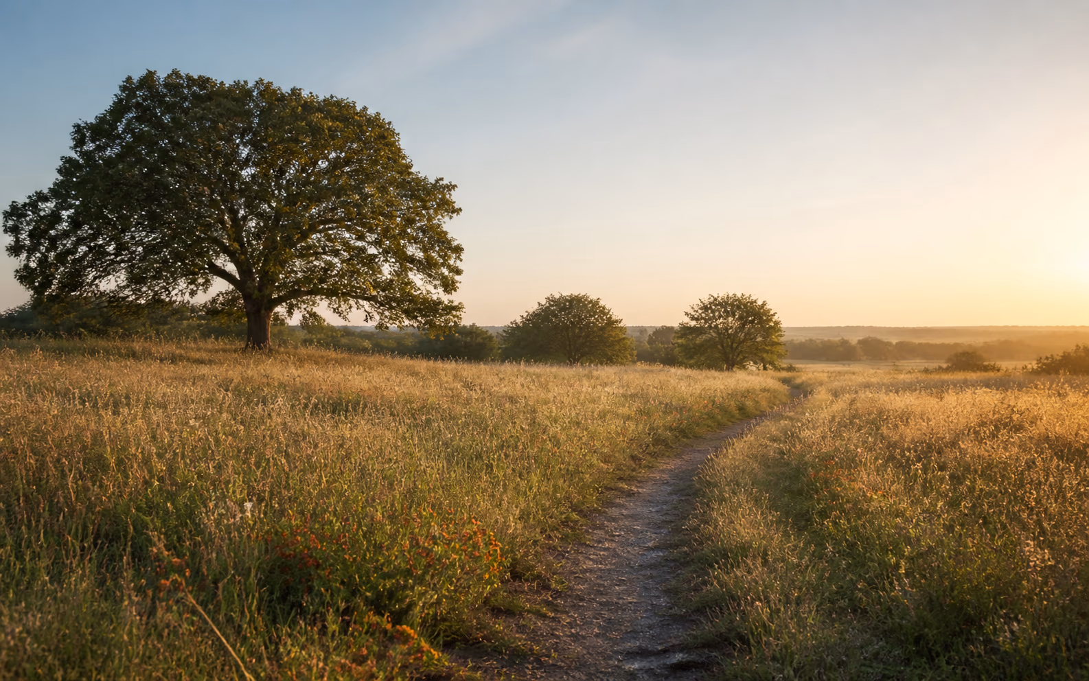 A peaceful path through a sunlit Texas meadow